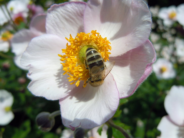 Bee, insect, plant, stuifmeel, natuur, bloem, bestuiving