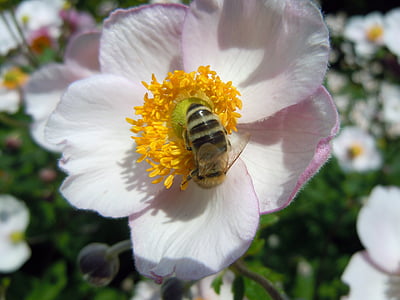 пчела, насекоми, растителна, цветен прашец, природата, цвете, опрашване