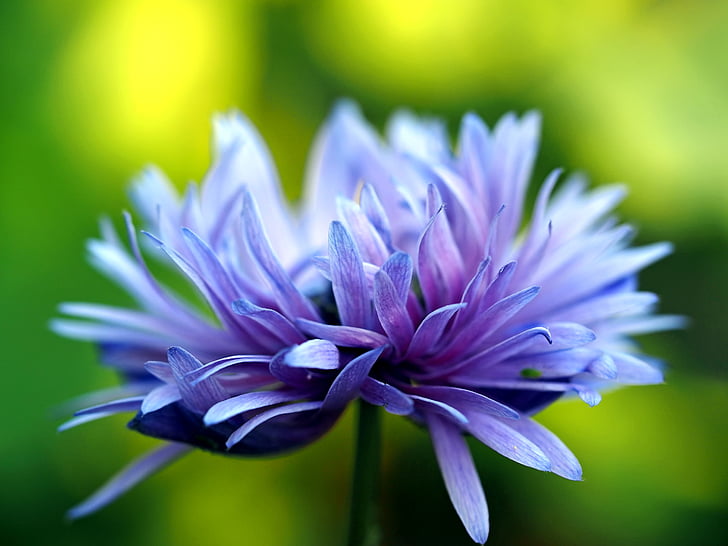 plant, nature, live, flower, purple, petal, close-up