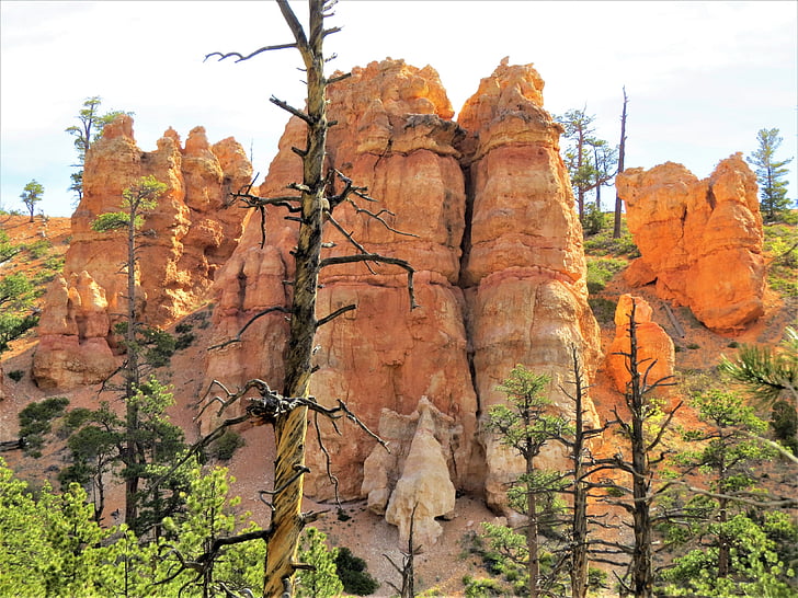 Bryce canyon, Utah, drzewo, czerwony, Piaskowiec