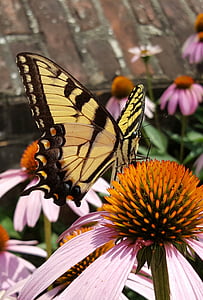 bướm, Hoa, thực vật, Sân vườn, màu vàng, Blossom, côn trùng