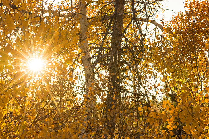 solen, faller, hösten, naturen, ljus, lövverk, gul