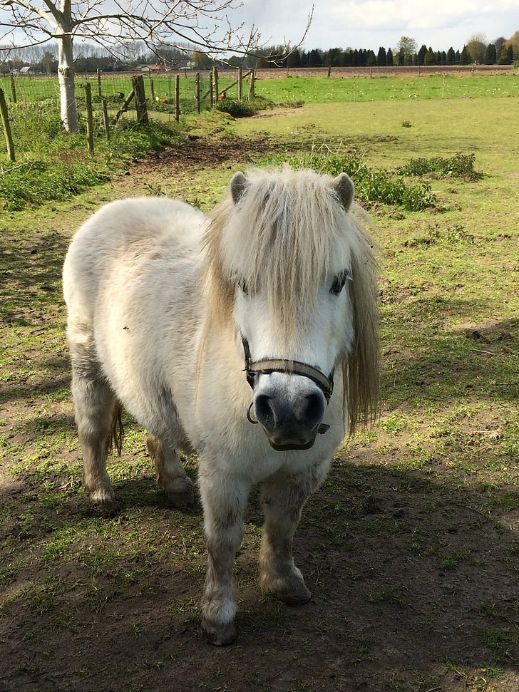 Pony, del pasto, caballo pequeño, animal, campo
