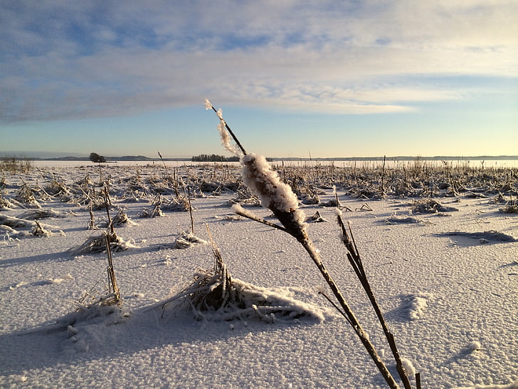 invierno, Finlandés, Frost, nieve, cubierto de nieve, paisaje, Horizon