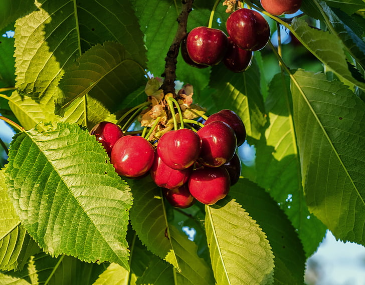 Cherry, frukt, Söt, vitaminer, röd, sommar, trädgård