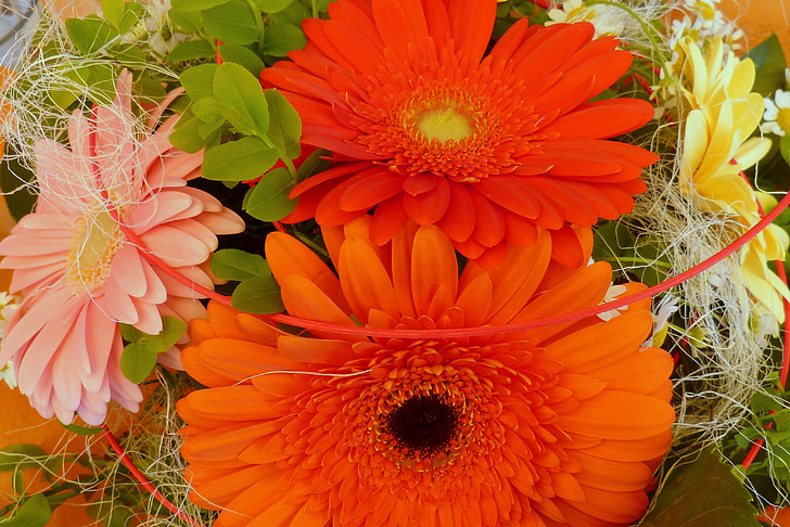 gerbera, flowers, birthday bouquet, bouquet, orange