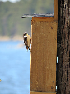 birdhouse, flycatcher, summer, nest, bird, the bird's nest, a little bird