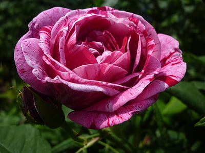 levantou-se, jardim, flor rosa, planta, amor, romântico, fragrância