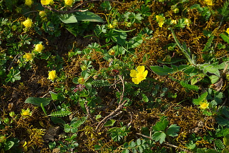 gold strawberry, ground cover, flower, blossom, bloom, yellow, fouling