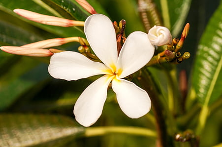 flower, frangipani flower, plumeria flower, five petal flower, white flower, star flower, single flower