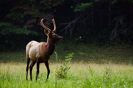 reindeer, animal, outdoor, grass, season, wild, horn