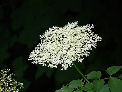 květ, Bloom, bílá, černého bezu, starší, Bush, strom