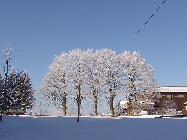 daba, ziemas, koks, sniega, aukstā - temperatūra, ārpus telpām, sezonas