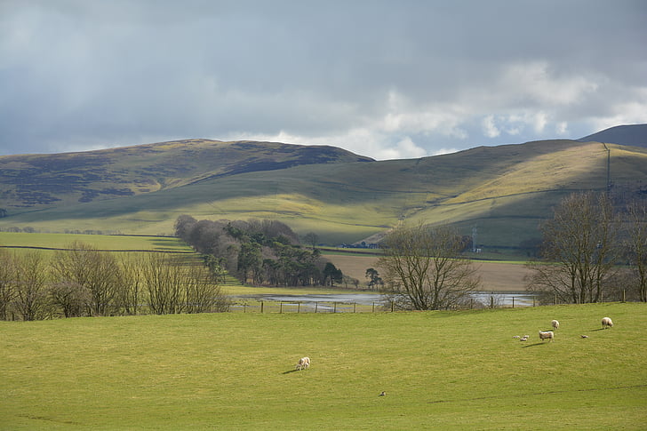 skotský, Příroda, krajina, Skotsko, tráva, zelená, pole