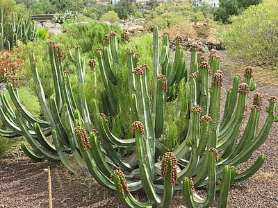 kaktus, Tenerife, Kanárske ostrovy, rastlín, pichľavé, Púštna rastlina