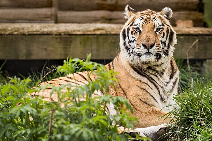 Harimau, penyelamatan, penyelamatan harimau Carolina, Pittsboro nc, hewan, satwa liar, kucing
