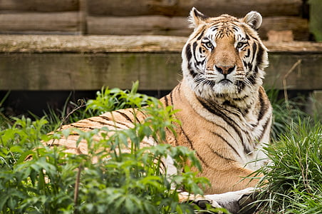 Tigre, resgate, resgate de Carolina tigre, Pittsboro nc, animal, vida selvagem, gato