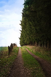 away, forest, field, fence, forest path, lane, nature trail