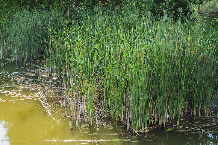 cernica lake, rush, reed, cane, pond, water plant, nature
