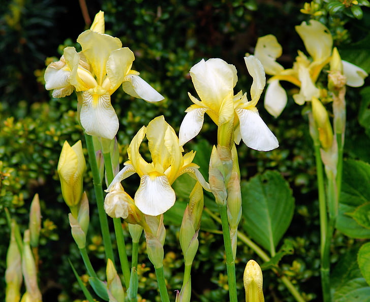 iris, flowers, yellow, ornamental plant, nature, flower, plant