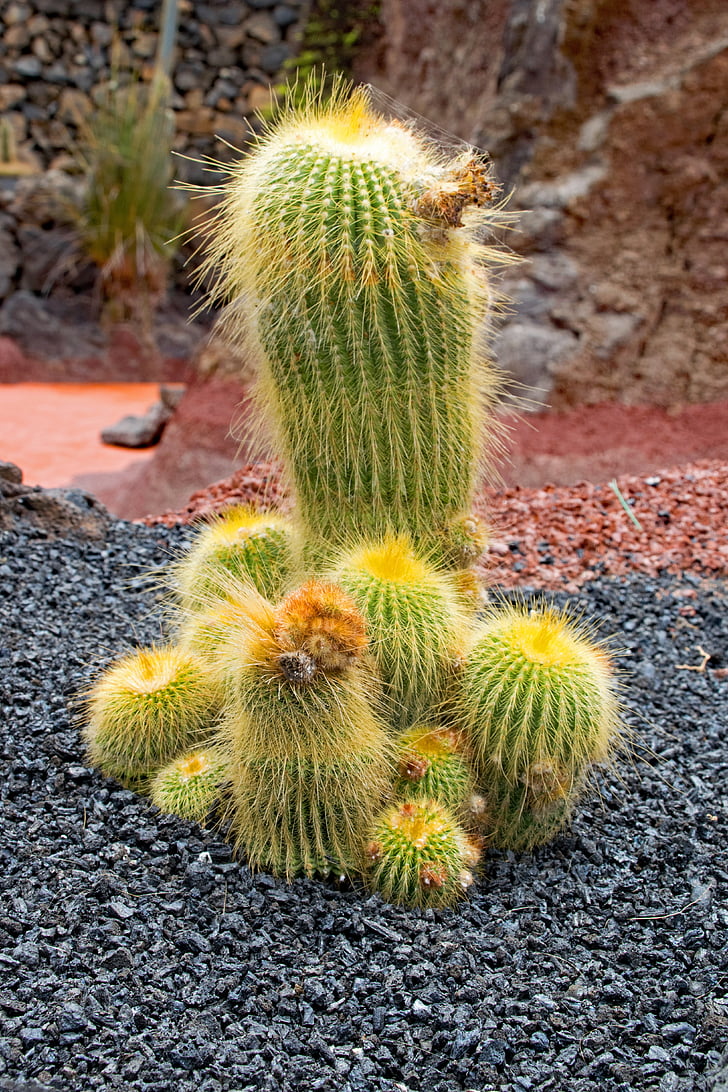 Jardín de cactus, Cactus, Lanzarote, Espanja, Afrikka nähtävyydet, Guatiza, Lava