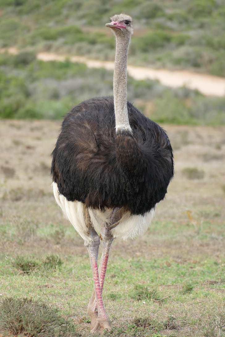 boeket, Zuid-Afrika, vogel, struisvogel, wildlife fotografie, sluiten