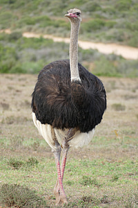 букет, Южна Африка, птица, Щраус, дива природа фотография, затвори