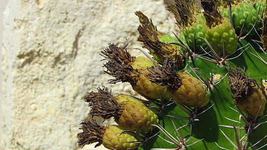 cactus, planta, naturaleza, flores, sostenido, espinos, verde