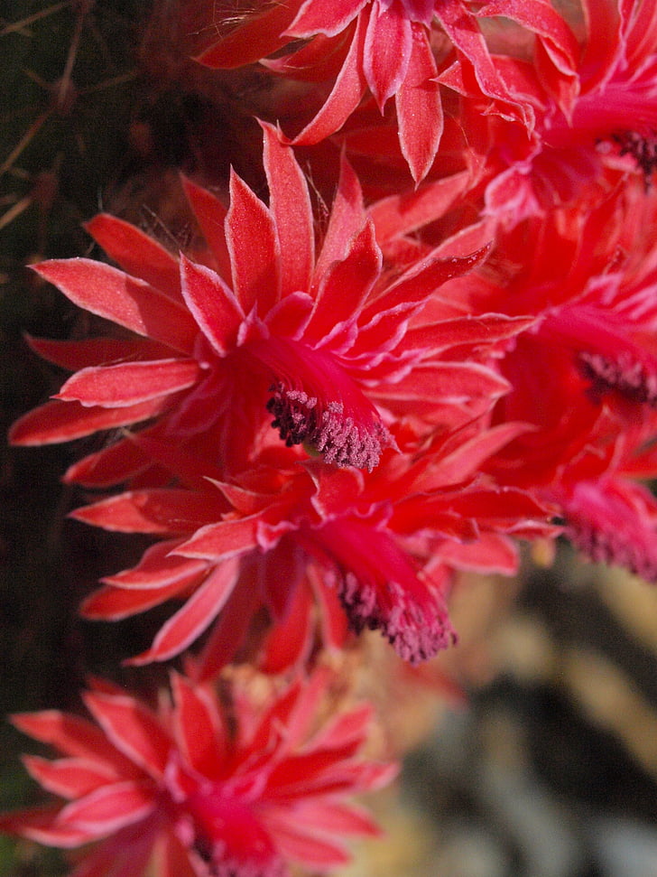 flor de cactus, invernadero de cactus, floración, rojo, flor de cactus, flor