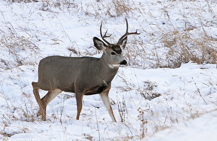 mule deer, Buck, rogovja, prosto živeče živali, narave, moški, na prostem