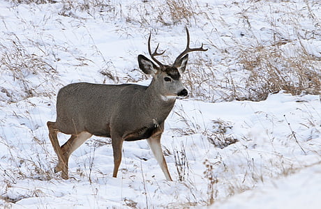 mule deer, Buck, Antlers, vilda djur, naturen, hane, Utomhus