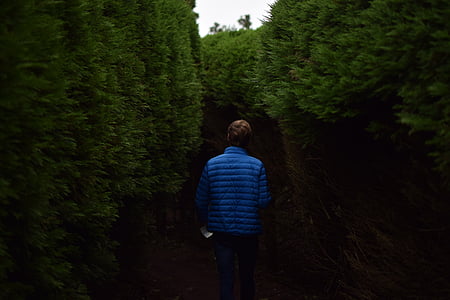 person, walking, hedge, pathway, daytime, man, guy man