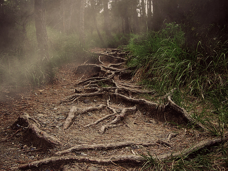 path, roots, mountain, the haze, forest, horror, nature