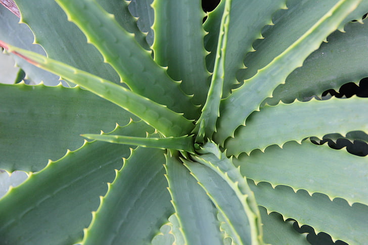Aloe vera, Sukulentní, kaktus, botanika, péče o pleť, závod, list