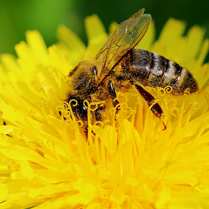pčela, časne sestre, priroda, krupne, sonchus oleraceus, Maslačak, cvijet
