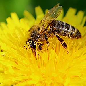 lebah, Rahib-rahib perempuan, alam, closeup, Sonchus oleraceus, Dandelion, bunga