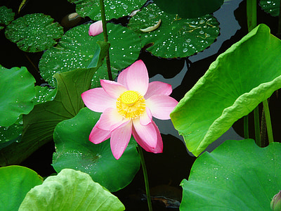 Lotus, fulla, flor, tropical, Rosa, Zen, floració