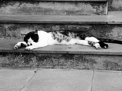 Katze, Katze, Katzenauge, schwarze und weiße Katze, Katzengesicht, Schlafende Katze