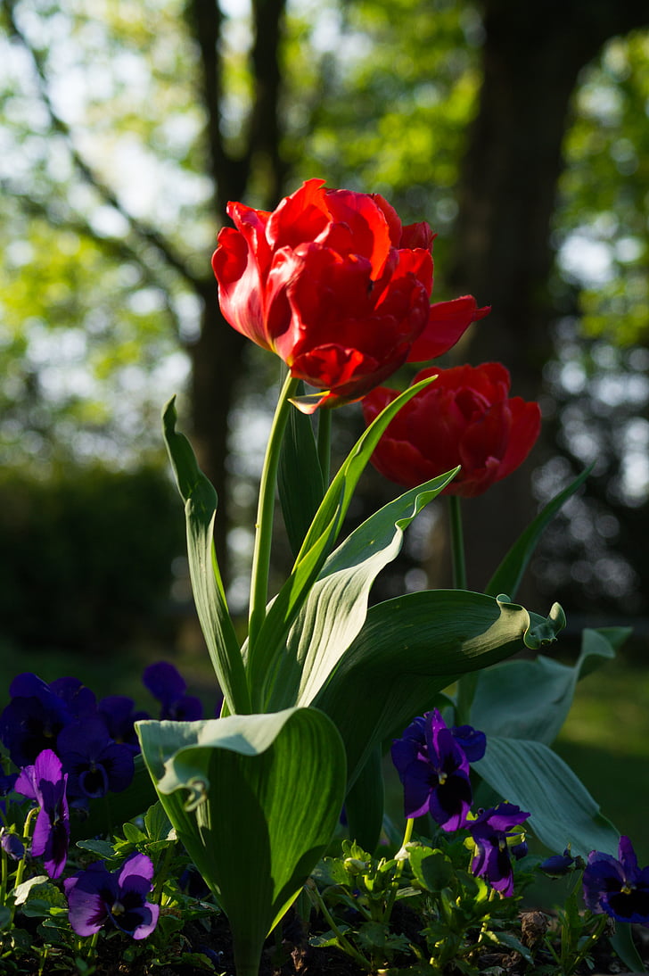 vermell, Tulipa, flors, flor, diürna, Peònia, jardí