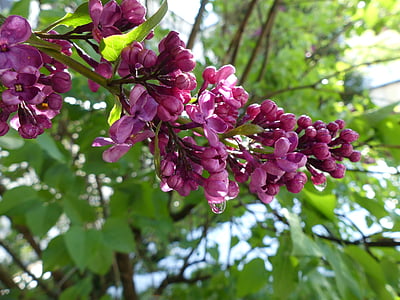 lilac, dew, bloom, blossom, violet, spring, bush
