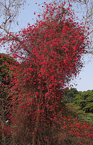 buganvílias, alpinista, flores, vermelho, flor, profusão, Índia