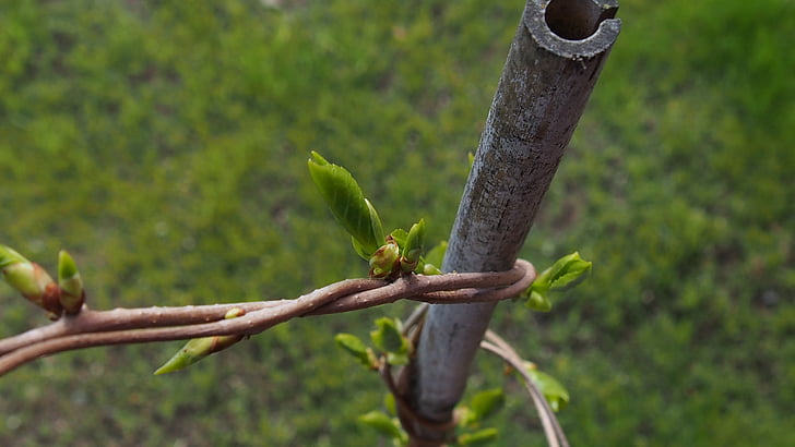 kevadel, Bud, õitsemine, roheline, taim, oksa, Õitsev puu