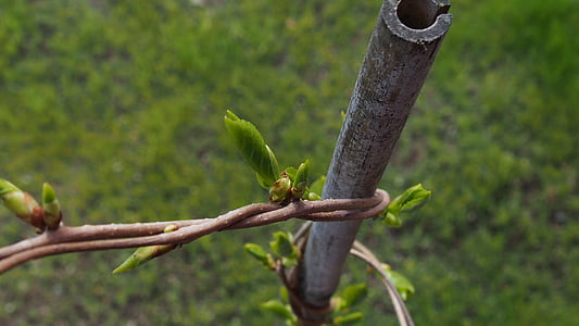 primavera, Bud, floraciones, verde, planta, ramita, árbol de flor