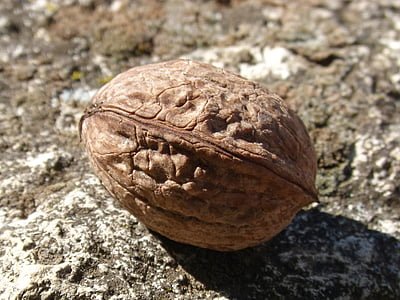 nut, closed, dry fruit, autumn, shell, dried fruits, nature