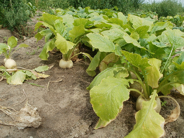 turnip, fields, green, agriculture, rural, plant, landscape