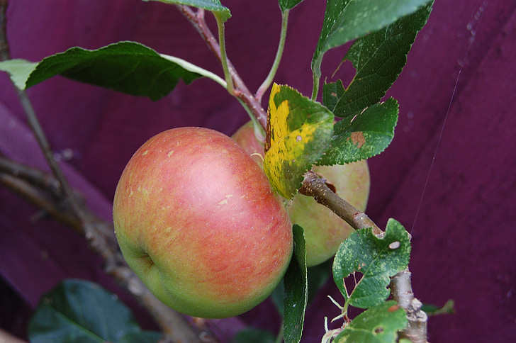 apple, fruit, apple tree, gardening