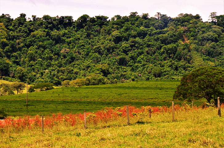 kraštovaizdžio, žalia, rifliuotu pagrindu, Brazilija, kaimo
