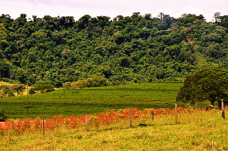 paysage, vert, dentelé, Brésil, rural
