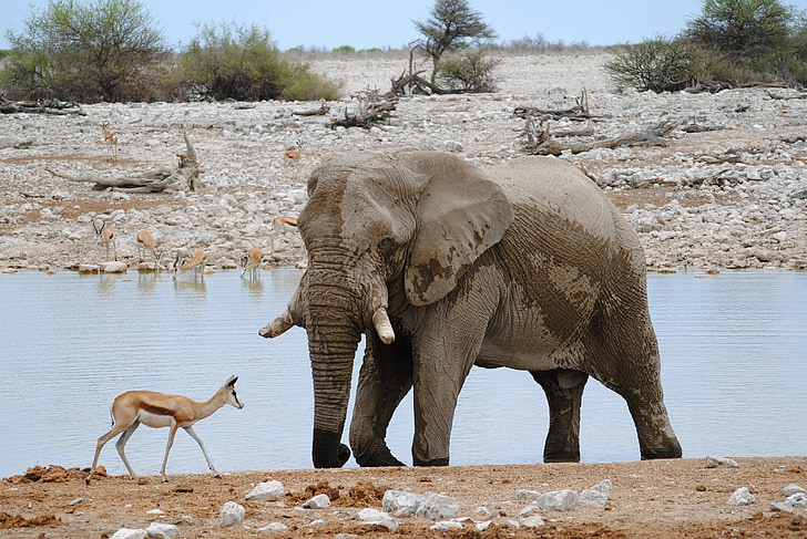 Afrika, Namibia, Etosha, nasjonalpark, Safari, elefant, antilope
