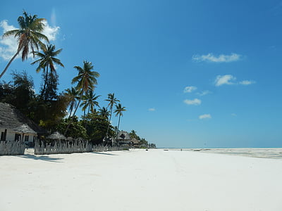 beach, palm trees, sea, holiday, sun, tropical, relax